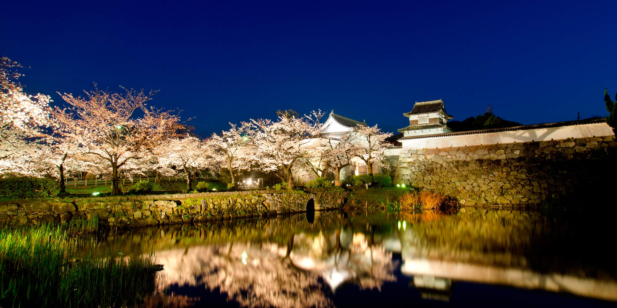 夜の福岡城跡と桜